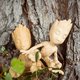 Філамент для 3D-принтера PRUSA PLA Woodfill Linden Light, 1 кг Прев'ю 4